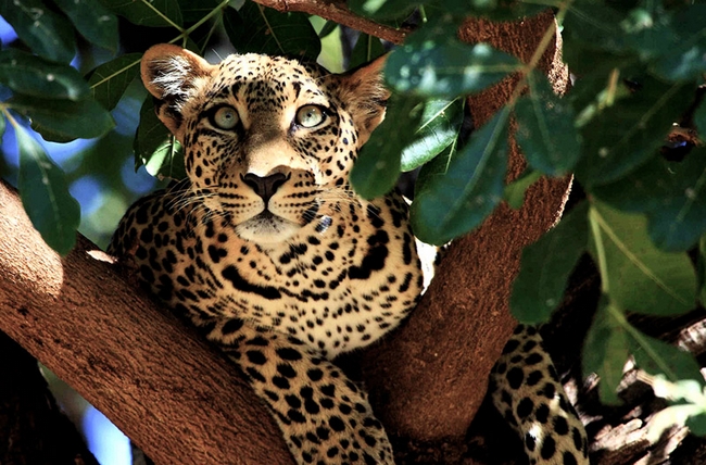 028-leopard-tree-kenya-sw